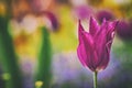 Close up vintage photo of Pink violet tulip, macro shot of bud in garden. It is beautiful nature background with flower and Royalty Free Stock Photo