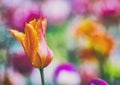 Close up vintage photo of red and orange tulip. It is beautiful nature background with flower and blurred background Royalty Free Stock Photo