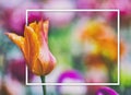 Close up vintage photo of red and orange tulip. It is beautiful nature background with flower and blurred background. There is a Royalty Free Stock Photo