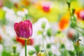 Close up vintage photo of red tulip, macro shot of bud in garden. It is beautiful nature background with flower and blurred Royalty Free Stock Photo