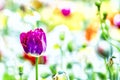 Close up vintage photo of violet tulip, macro shot of bud in garden. It is beautiful nature background with flower and blurred Royalty Free Stock Photo