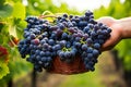 Close-Up of Vintners Hands Holding Bunch of Harvested Grapes in Vineyard, Winemaking Process Royalty Free Stock Photo