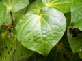 Close-up view of macropiper excelsum (kawakawa) leaf