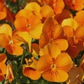 Close-up of Viola cornuta orange in pot Royalty Free Stock Photo