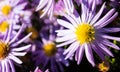 Close up on violet alpine aster flowers Aster alpinus Royalty Free Stock Photo