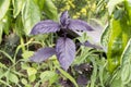 Close up of violet basil plant Royalty Free Stock Photo
