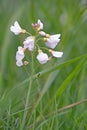 Close-up of the violet blossoms of cuckoo flower, Cardamine pratensis Royalty Free Stock Photo