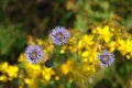 A close up of violet-blue flowers of Jasione montana (sheep`s bit scabious, blue bonnets, blue buttons, blue daisy), top Royalty Free Stock Photo