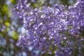 Close up of Violet blue purple flowers of the Jacaranda Mimosifolia tree, jacaranda, blue jacaranda, black poui, Nupur, fern tree Royalty Free Stock Photo