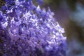 Close up of Violet blue purple flowers of the Jacaranda Mimosifolia tree, jacaranda, blue jacaranda, black poui, Nupur, fern tree Royalty Free Stock Photo