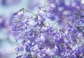 Close up of Violet blue purple flowers of the Jacaranda Mimosifolia tree, jacaranda, blue jacaranda, black poui, Nupur, fern tree Royalty Free Stock Photo