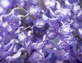 Close up of Violet blue purple flowers of the Jacaranda Mimosifolia tree, jacaranda, blue jacaranda, black poui, Nupur, fern tree Royalty Free Stock Photo