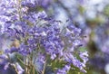 Close up of Violet blue purple flowers of the Jacaranda Mimosifolia tree, jacaranda, blue jacaranda, black poui, Nupur, fern tree Royalty Free Stock Photo