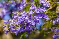 Close up of Violet blue purple flowers of the Jacaranda Mimosifolia tree, jacaranda, blue jacaranda, black poui, Nupur, fern tree Royalty Free Stock Photo