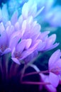 Close up on a violet bunch of winter crocus flowers