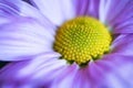 Close up violet chrysanthemum flower