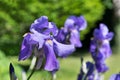 Close up on violet colored Iris flowers growing in a garden