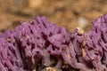 Violet Coral Fungus - Clavaria zollingeri