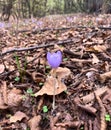 Close up violet crocus. Autumn flower. Spring purple crocuses. Spring forest background. Royalty Free Stock Photo