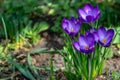 Close-up of violet crocuses Ruby Giant on natural background. Soft selective focus. Royalty Free Stock Photo