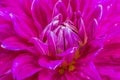 Close-up violet dahlia in bloom