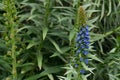 Close up of Violet Echium candicans or Pride of Madeira are on the blur green leave bushes