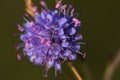 Close up violet endemic rare flower on green background in Swiss alps