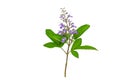 Close up violet flower Vitex trifolia Linn or Indian Privet is herb in Thailand,isolated on white background.Saved with clipping