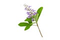 Close up violet flower Vitex trifolia Linn or Indian Privet is herb in Thailand,isolated on white.Saved with clipping p