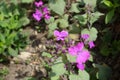 Close up of violet flowers and buds of Lunaria annua Royalty Free Stock Photo