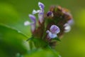 Close-up of violet flowers of common self-heal plant Prunella vulgaris with pleasant summer greenery of wildflower natural