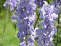 Close up of violet flowers  Delphinium elatum, Alpine Delphinium, Candle Larkspur  blooming in the garden Royalty Free Stock Photo