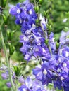 Close up of violet flowers  Delphinium elatum, Alpine Delphinium, Candle Larkspur  blooming in the garden Royalty Free Stock Photo