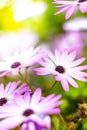 Beautiful white and violet flowers in a garden. Close-up of beautiful flower petals in a Royalty Free Stock Photo