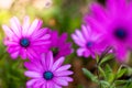 Beautiful white and violet flowers in a garden. Close-up of beautiful flower petals in a Royalty Free Stock Photo