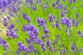 Close-up violet Lavender flowers field Royalty Free Stock Photo