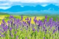 Close-up violet Lavender flowers field Royalty Free Stock Photo