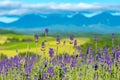 Close-up violet Lavender flowers field Royalty Free Stock Photo