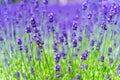 Close-up violet Lavender flowers field Royalty Free Stock Photo