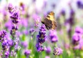 Lavandula angustifolia or violet lavender with butterfly Royalty Free Stock Photo