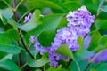 Close up violet lilac bush