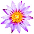 Close up of violet lotus flower isolated Royalty Free Stock Photo