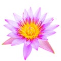 Close up of violet lotus flower isolated Royalty Free Stock Photo