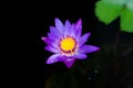 Close up of violet lotus flower or water lily with green leaves in the garden Royalty Free Stock Photo