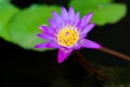Close up of violet lotus flower or water lily with green leaves in the garden Royalty Free Stock Photo