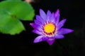 Close up of violet lotus flower or water lily with green leaves in the garden Royalty Free Stock Photo