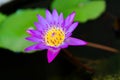 Close up of violet lotus flower or water lily with green leaves in the garden Royalty Free Stock Photo