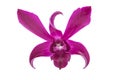 Close up violet orchid flower Royalty Free Stock Photo