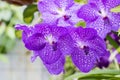 Close-up of a violet orchid