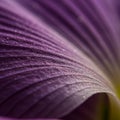 Close-up of a violet petal, with visible ridges and fine textures. The surface glistens Royalty Free Stock Photo